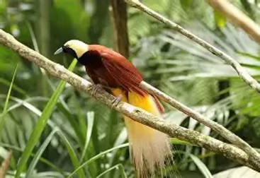 PNG Bird of Paradise